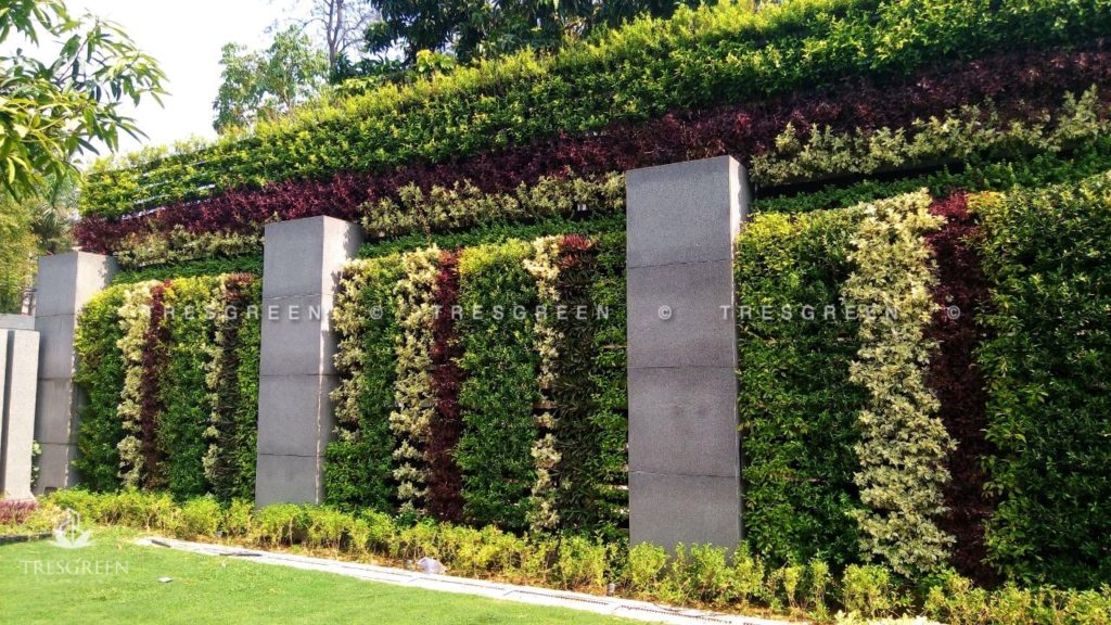 vertical_gardening_delhi_green_wall