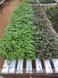 hydroponics_system_india_tresgreen