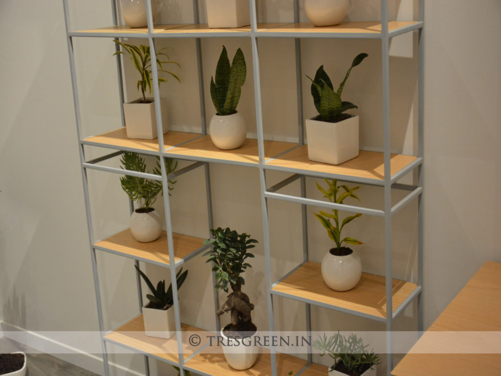 Ceramic Planters with Indoor Plants tresgreen