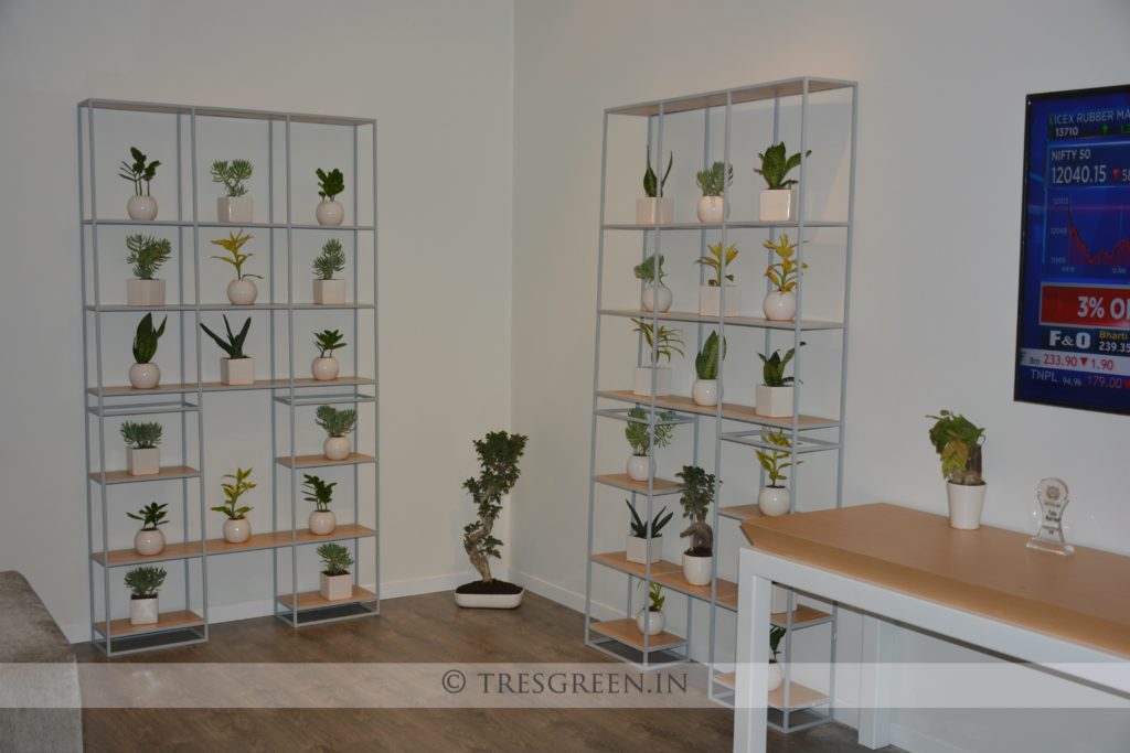 Ceramic Planters with Indoor Plants tresgreen