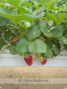 hydroponics_system_india_tresgreen